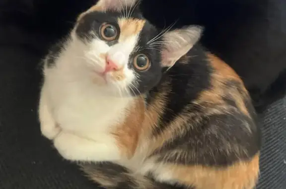 Кошки потеряшки, Сыктывкар, фото: Потеряшка кошка, Школьный пер., 5, Сыктывкар