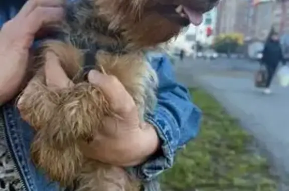 Найдена собака, , фото: Йорк найден: Уфа, ост. Зелёная роща