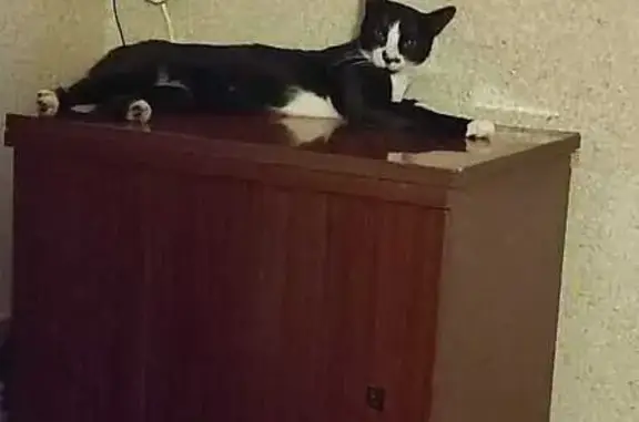 Кошки потеряшки, , фото: Потеряшка кошка, ул. Энтузиастов, 19