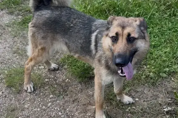 Найдена собака, Московская область, фото: Найдена собака, МО, ищем хозяев.