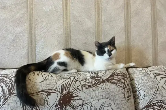 Найдена кошка, Тахтамышево, фото: Кошка найдена на трассе Новосибирск-Томск