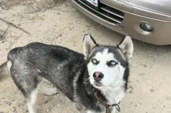 Найдена собака, Ставропольский край, фото: Щенок найден у Стеллы Родина, 07К-021