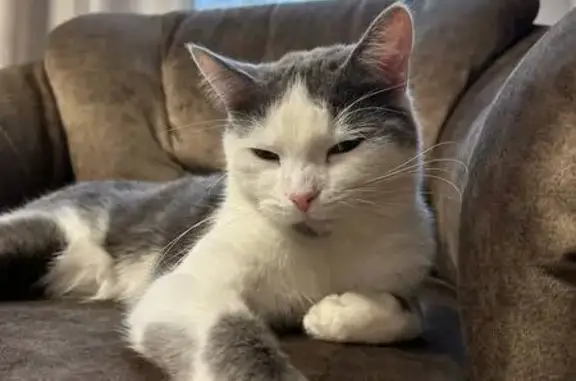 Кошки потеряшки, Брянск, фото: Потеряшка кошка, Бежицкая ул. 171, Брянск