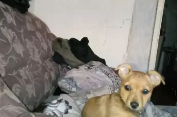 Пропала собака на ул. Горького, Кадников