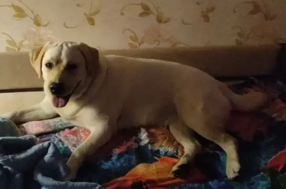 Лабрадор найден на пр. Ильича, Н. Новгород