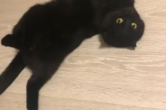 Кошки потеряшки, Киров, фото: Потеряшка кошка, Северная Набережная 5, Киров