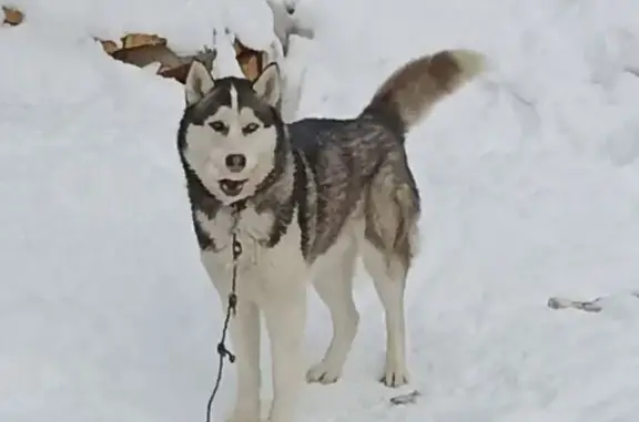 Пропала хаски с разными глазами, Сарапул