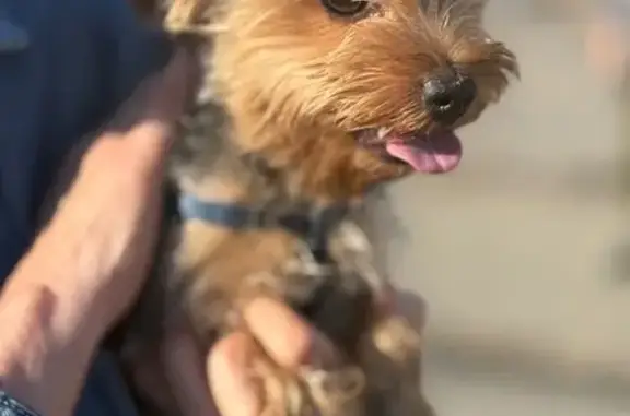 Найден Йорк, ул. Менделеева, Уфа