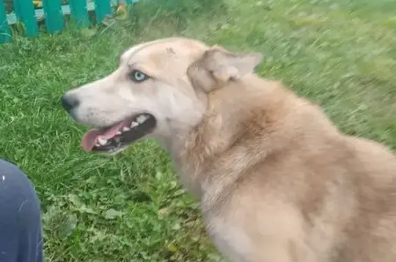 Хаски найдена: Первомайский пер., Свердловское - photo