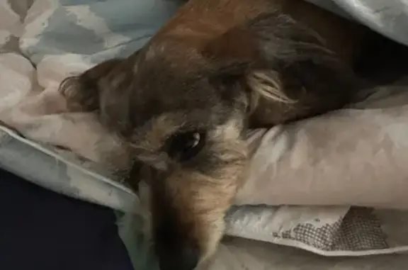 Собаки потеряшки, Омск, фото: Потеряшка такса Джетта, Омск, ул. Дергачёва 83