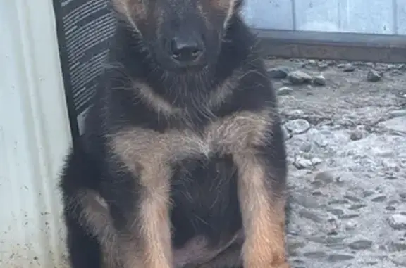 Собаки потеряшки, Новоалтайск, фото: Потеряшка щенок на Ударной, 2, Новоалтайск