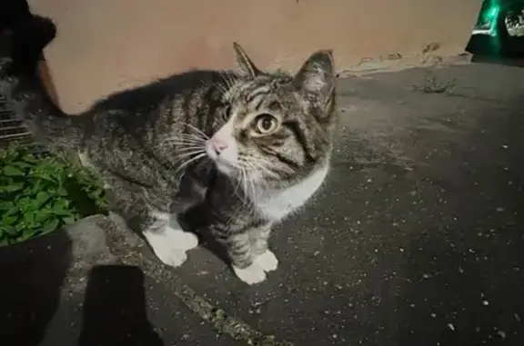 Найдена кошка, Благовещенск, фото: Кошка найдена: Зейская 198, Благовещенск