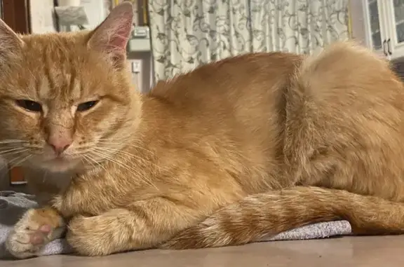 Кошки потеряшки, Барнаул, фото: Потеряшка рыжий кот, Ядринцева 23, Барнаул