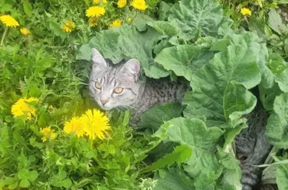 Кошки потеряшки, Калтан, фото: Потеряшка кошка, Малышевская ул., Калтан