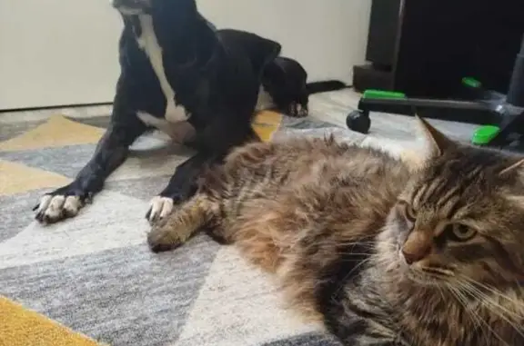 Собаки потеряшки, Московская область, фото: Потеряшка собака Соня, МО, звоните 89629039412