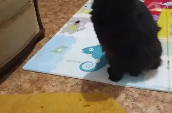 Найдена чёрная кошка, ул. Кожиной, 24 к1