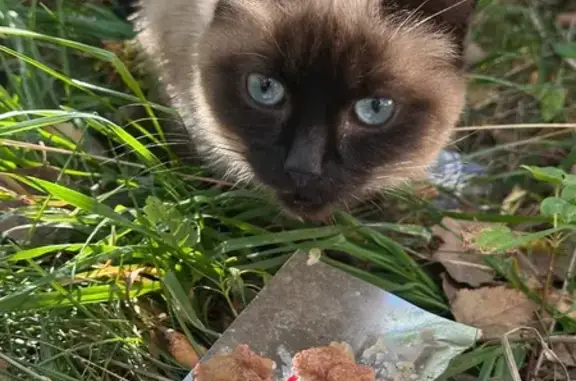 Кошка найдена у магазина, Комарова 8, Казань