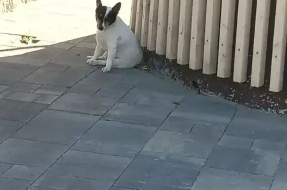 Собака найдена: Преображенская 45, Белгород