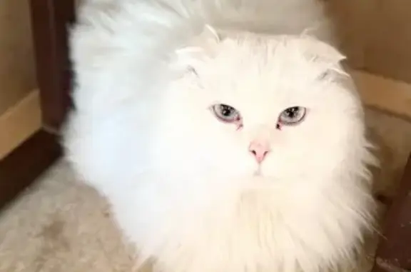 Кошка найдена: Дмитровское ш., 165 к1