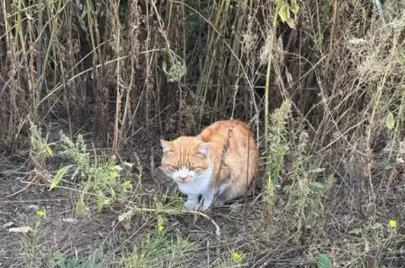 Найдена кошка, Оренбург, фото: Кошка найдена, Пролетарская 288Б, Оренбург