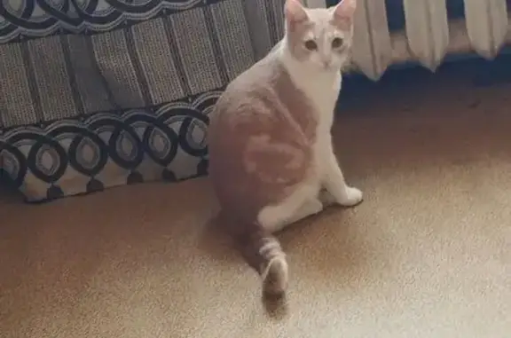 Кошки потеряшки, Солнечногорск, фото: Потеряшка кошка, Крестьянская 7, Солн.