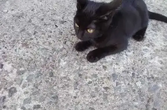 Кошки потеряшки, Южно-Сахалинск, фото: Потеряшка кошка, Матросова 43, Южно-Сах.