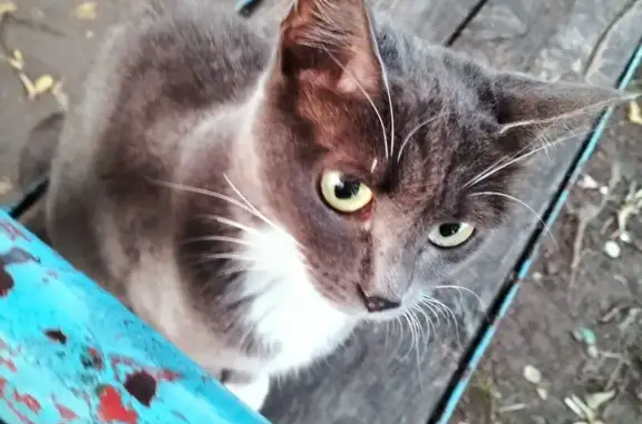 Найдена кошка, Ангарск, фото: Найдена молодая кошка, ул. 14 Декабря, Ангарск