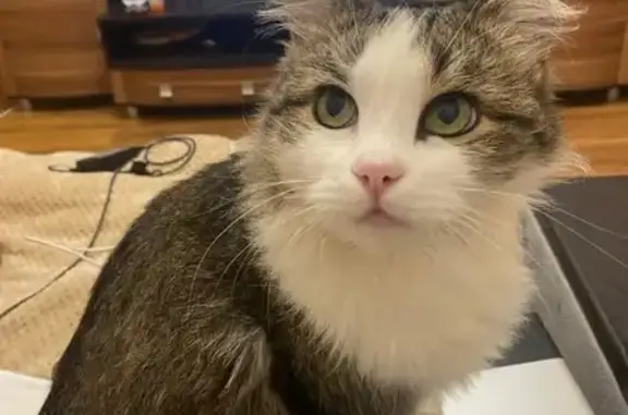 Кошки потеряшки, Михайловск, фото: Потеряшка кошка, Ясный пер., 19, Михайловск