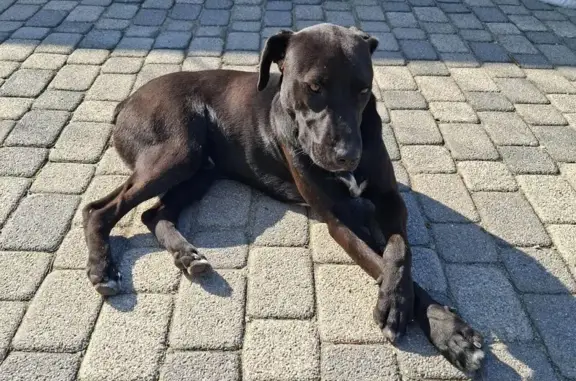 Найдена собака, Новороссийская 51, Краснодар