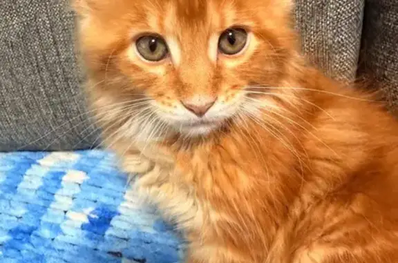 Кошки потеряшки, Осинники, фото: Потеряшка рыжая кошка, ул. 50 лет Октября, 27