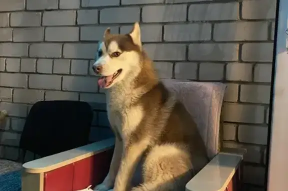 Собаки потеряшки, Волгоград, фото: Потеряшка собака, ул. Красных Командиров 162