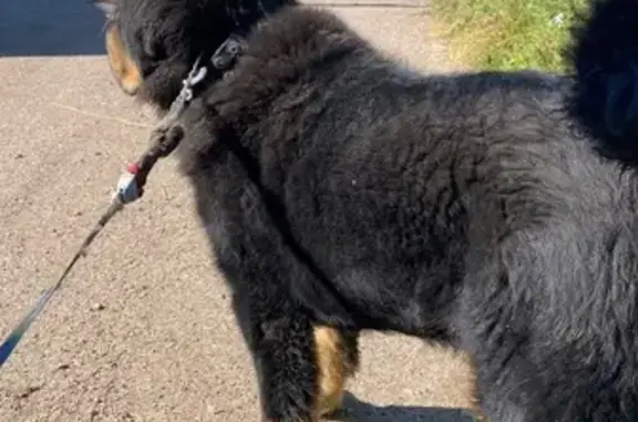 Собаки потеряшки, Ленинградская область, фото: Потеряшка собака, Ропша, Ленобласть