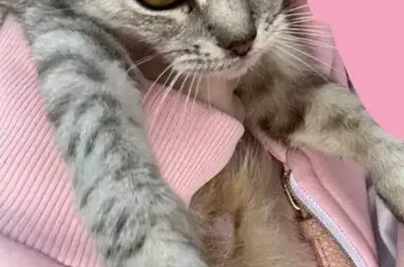 Кошки потеряшки, Валуйки, фото: Потеряшка кошка на ул. Юбилейная, Валуйки