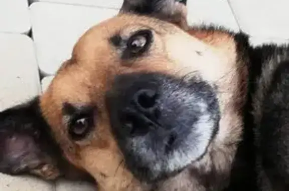 Пропала собака, Щёлковская 25, Волгоград