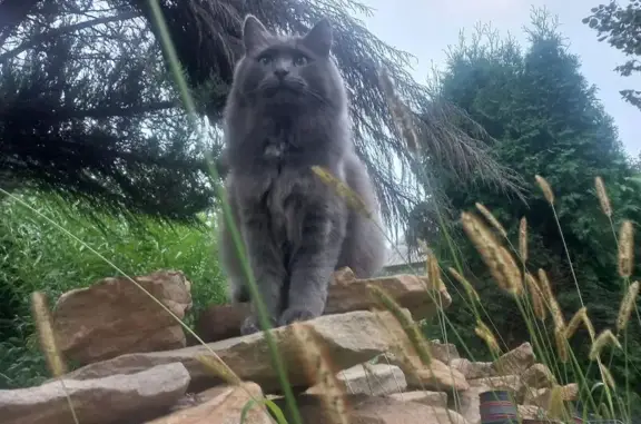 Пропала кошка, Р-298, Подлесный