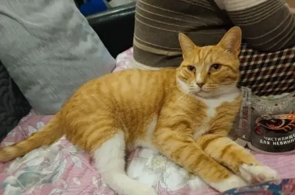 Кошки потеряшки, Мурманск, фото: Потеряшка кошка, Нахимова, Мурманск