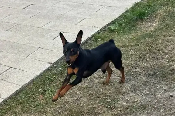 Найдена собака, Картмазово, фото: Пёс найден: Московская ул, 41, Картмазово