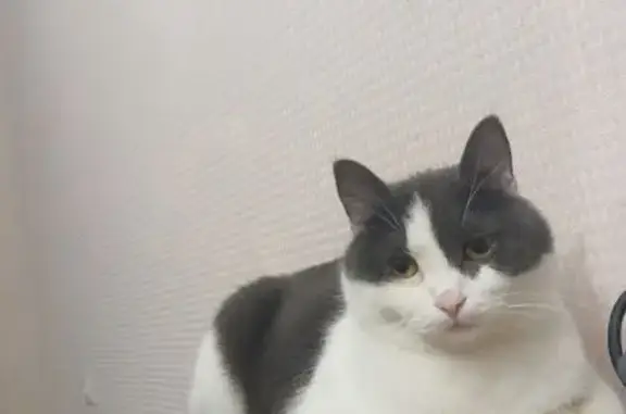 Пропала кошка, пр. Ленина 28, Берёзовский