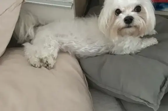 Пропала собака, район Лимонченко, Кострома