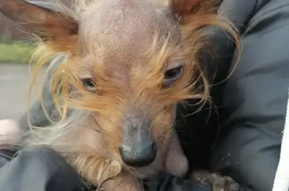 Найденные животные Кемеровская область, фото: Собака найдена: Прокопьевск, Депо