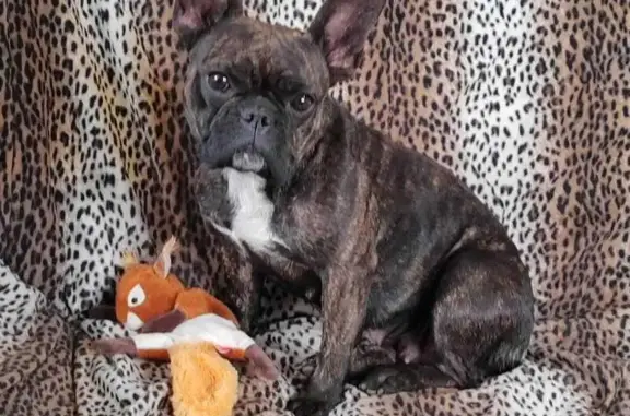 Собаки потеряшки, , фото: Потеряшка собака, Лесная ул., Пригородный