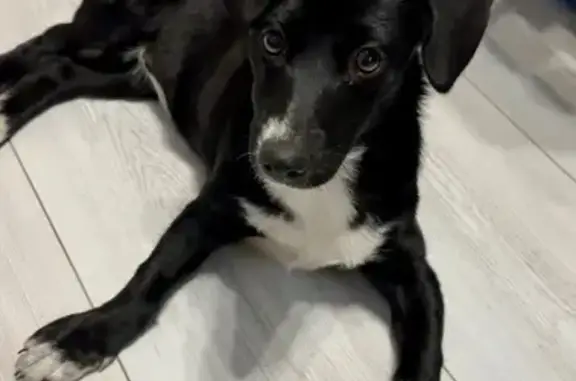 Собака найдена, Измайловский пер., Самара