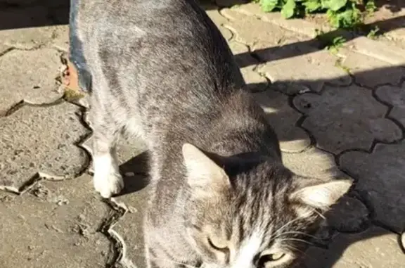 Найдена кошка на ул. Лебедева, 66