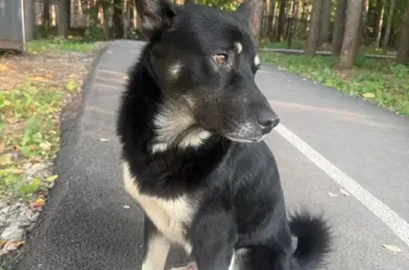 Найдена собака, Уфа, фото: Найдена собака, ул. Авроры, 2, Уфа