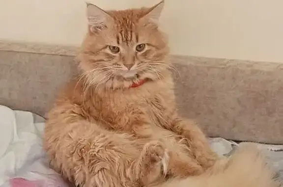 Пропала рыжая кошка, Генерала Шумилова, 12