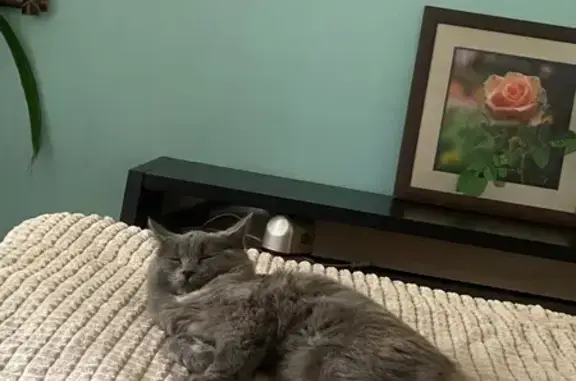 Кошки потеряшки, Петрозаводск, фото: Потеряшка кошка, Сортавальская 9, Птз.