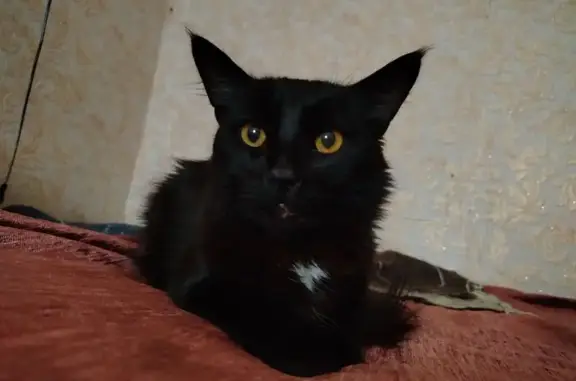 Найдена кошка, , фото: Кошка найдена: Церковная ул., 17, Колтуши