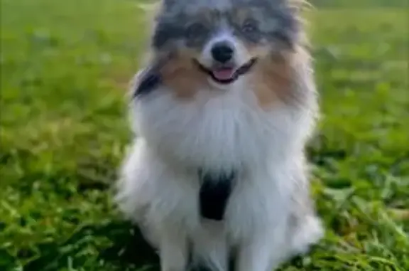 Пропала собака, Подгоренский, Воронежская