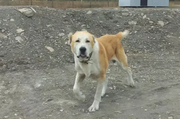 Найдена собака, Анапа, фото: Собака найдена: Объездная 27, Анапа