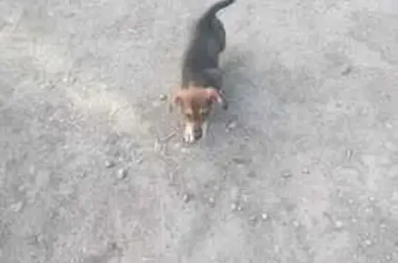 Пропала такса, ул. Карла Маркса, Рубцовск